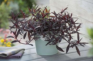 《暗黑地牢2》Xbox版也将于7月15日推出